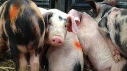 Rare Breeds and Fast Cars