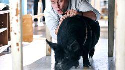 Pig Pig
