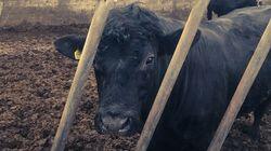 Bull Bull