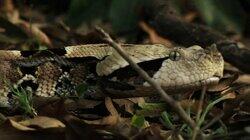 Snakes of Africa Snakes of Africa