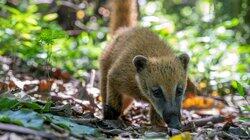 Thiago the Coati Kitten Thiago the Coati Kitten