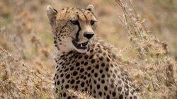 Cheetah Cheetah