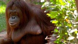 Borneo Borneo