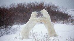Polar Bear Polar Bear