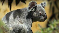 Australia Australia