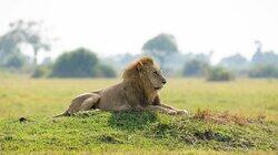 Lion Lion