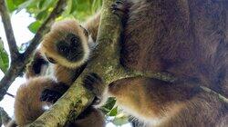 Dora the Baby Muriqui Dora the Baby Muriqui