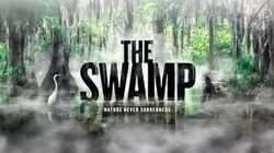 The Swamp The Swamp