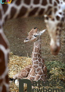 Nature's Newborns Nature's Newborns