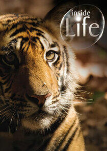 Inside Life Inside Life