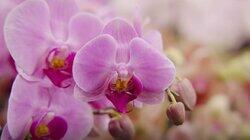 Episode 25 - Winter: Native Garden Design & Orchid Show Episode 25 - Winter: Native Garden Design & Orchid Show