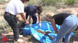 Desert Bones / Party's Over Desert Bones / Party's Over