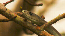 Africa's Most Dangerous Snakes Africa's Most Dangerous Snakes