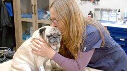 Hug for a Pug Hug for a Pug