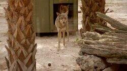 Wolfpack Miracle Wolfpack Miracle