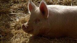 This Little Piggy Had An Ouchie This Little Piggy Had An Ouchie