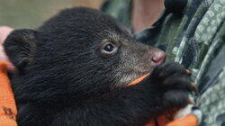 Bear Necessities Bear Necessities