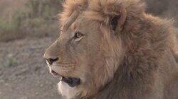 South Africa: Safari South Africa: Safari