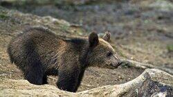 Realm of the Bear Realm of the Bear