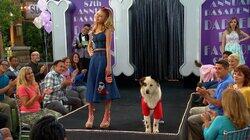 Dog on a Catwalk Dog on a Catwalk