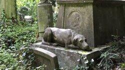 Ghost Dogs and More Ghost Dogs and More