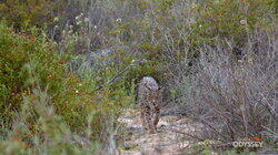 Europe's Wild Survivors Europe's Wild Survivors