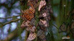 Native to North America Native to North America