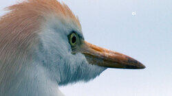 Rare and Wonderful Rare and Wonderful