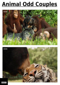 Animal Odd Couples Animal Odd Couples