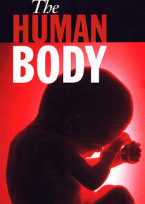 The Human Body The Human Body